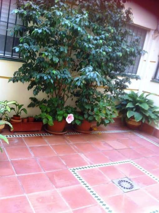 Apartamento Paola El Puerto de Santa María Zewnętrze zdjęcie